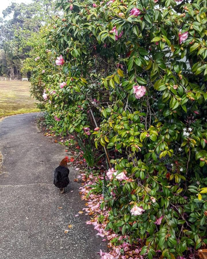 Strahan Wilderness Lodge エクステリア 写真