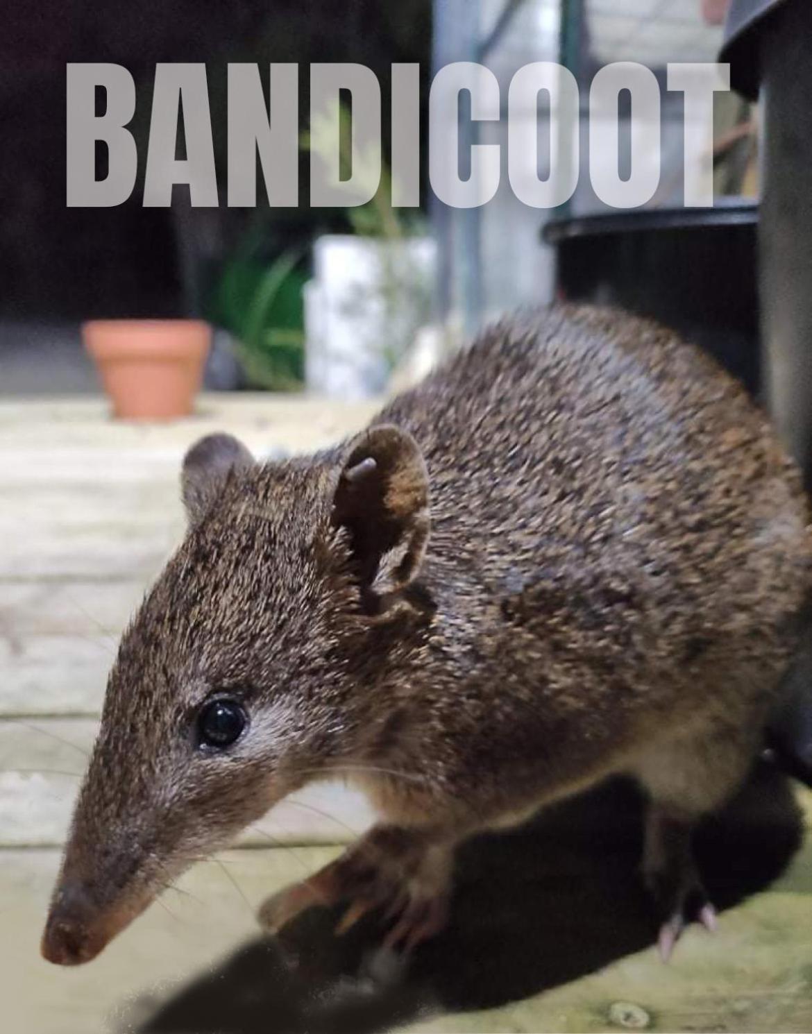 Strahan Wilderness Lodge エクステリア 写真