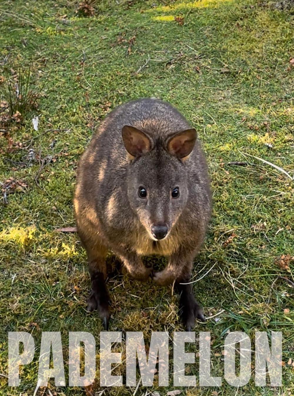 Strahan Wilderness Lodge エクステリア 写真