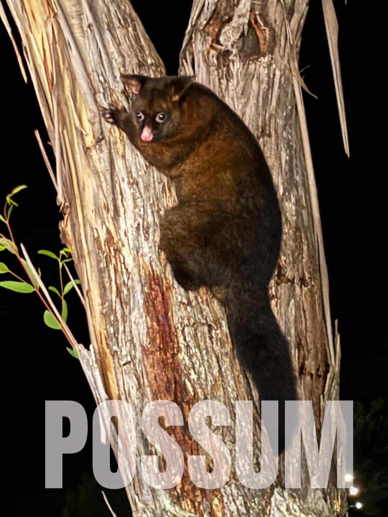 Strahan Wilderness Lodge エクステリア 写真